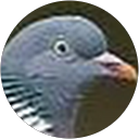 Stanilav Holoubek profile picture